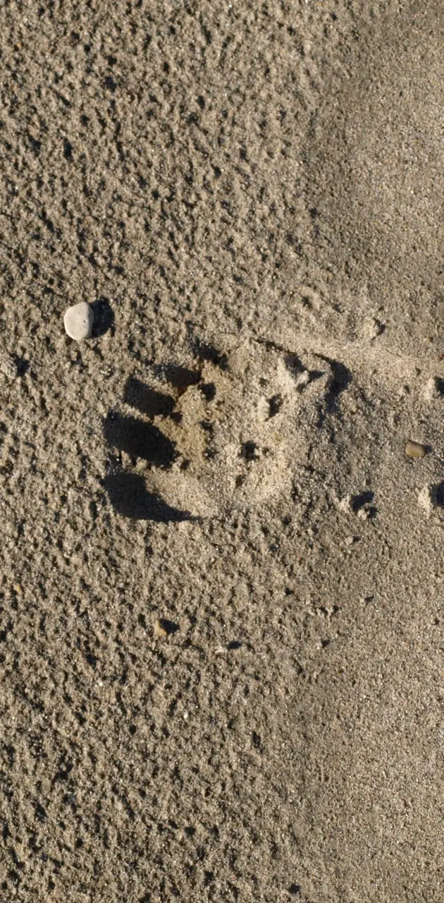 Footprint In The San