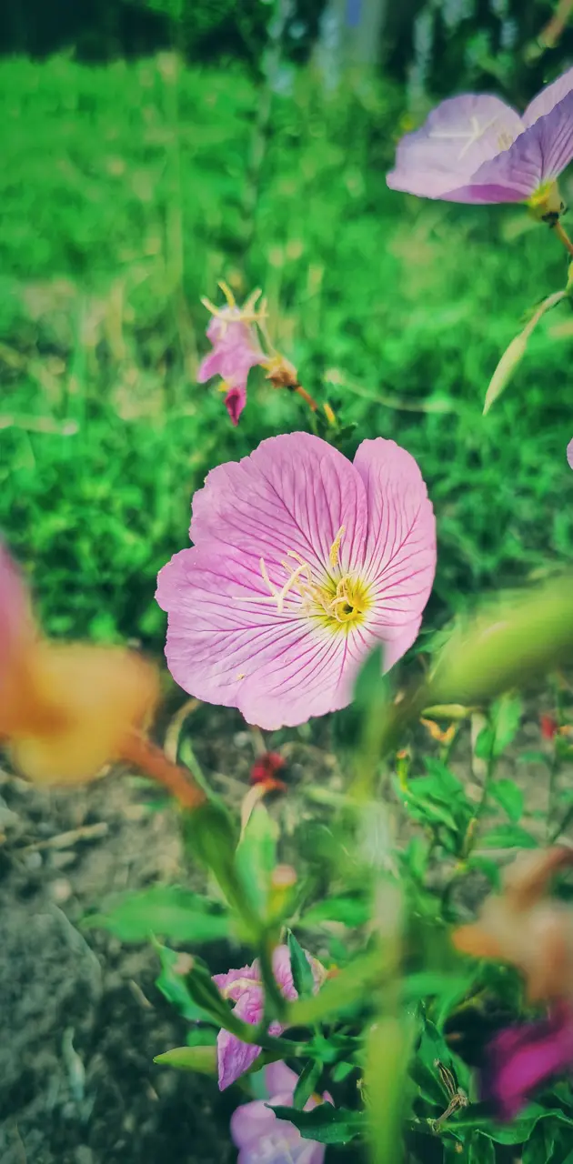 Pink Flower 2