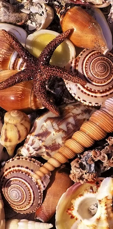 Seashells Starfish