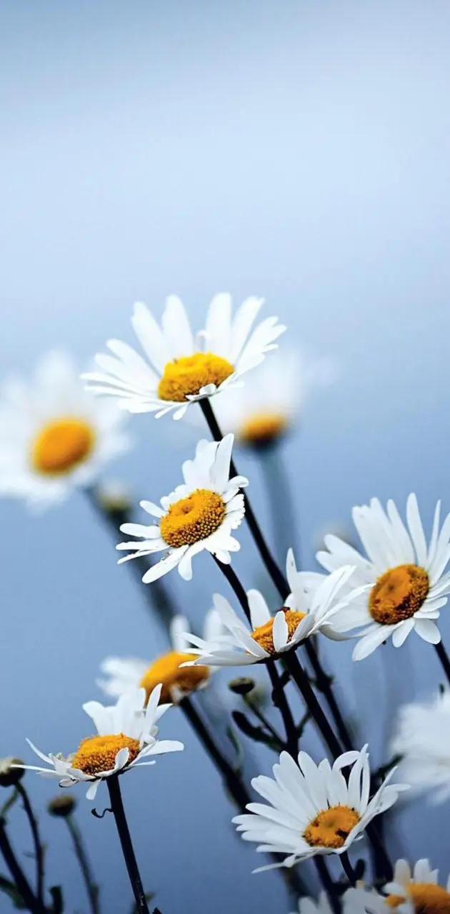 White Daisies Flower