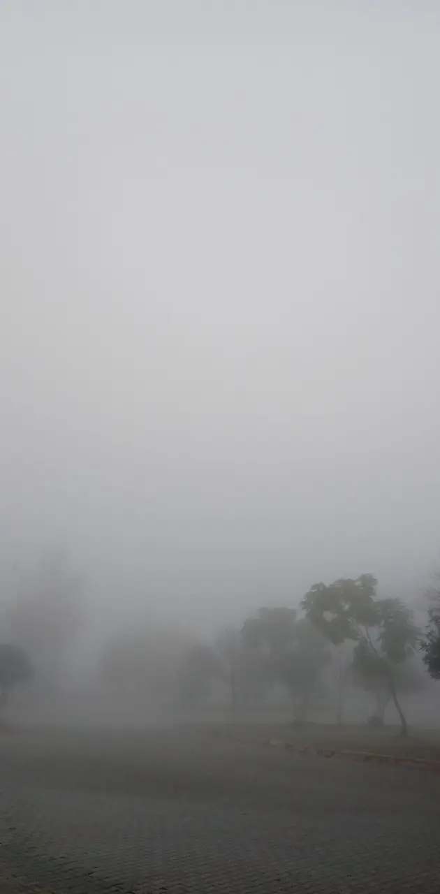 Fog Nature