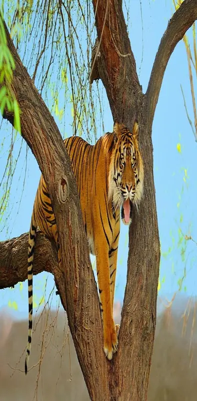 Tiger predator