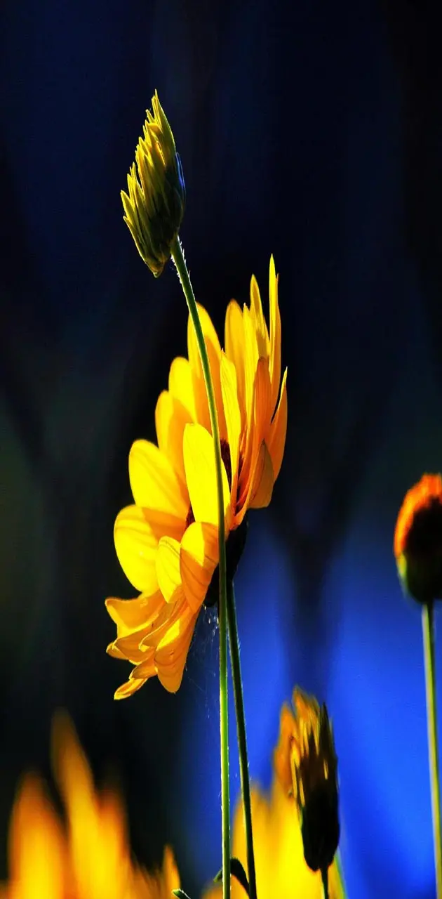 Yellow flower n buds