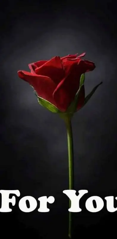 a rose for you