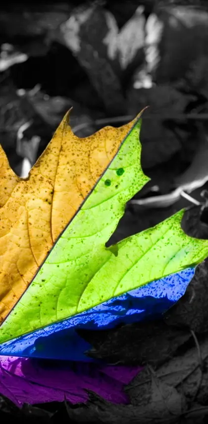 Coloured Leaf