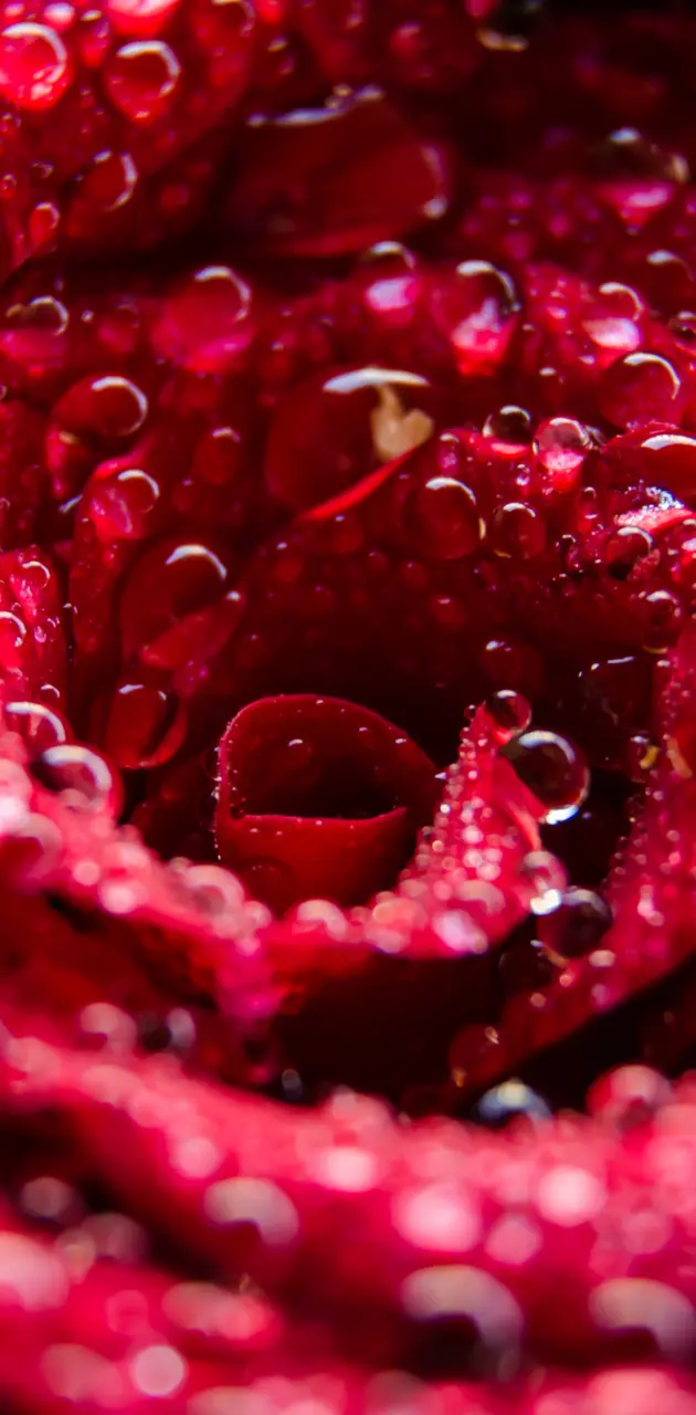 Red Rose With Drops