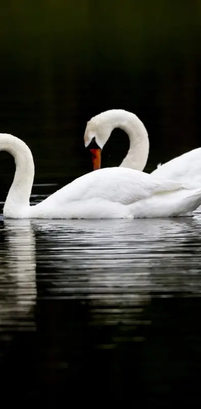 Swan Family