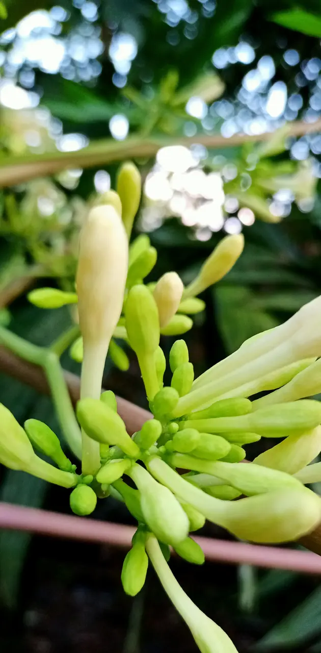 papaya flower1