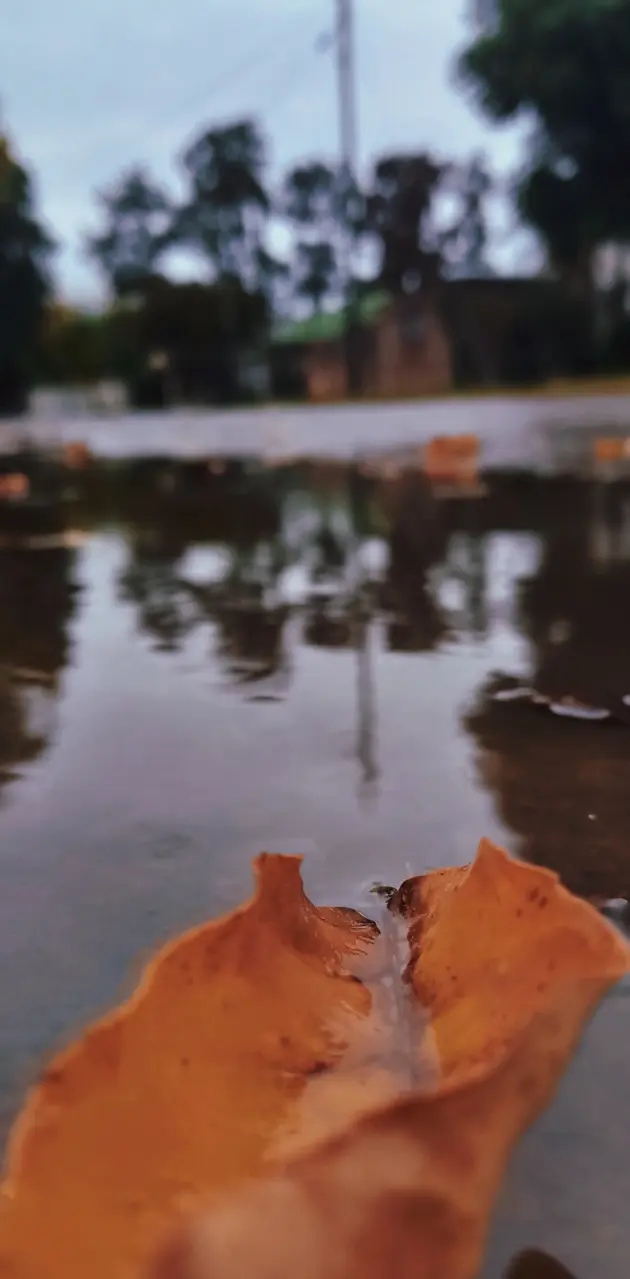 autumn Rain 