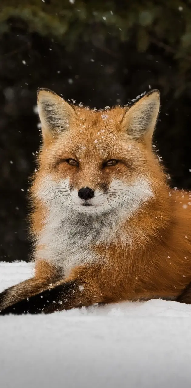 FOX  in the snow