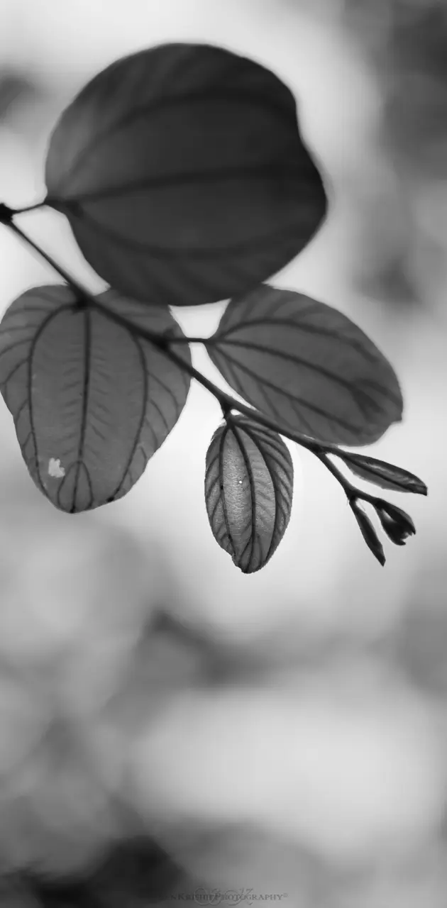 Leaf Monochrome