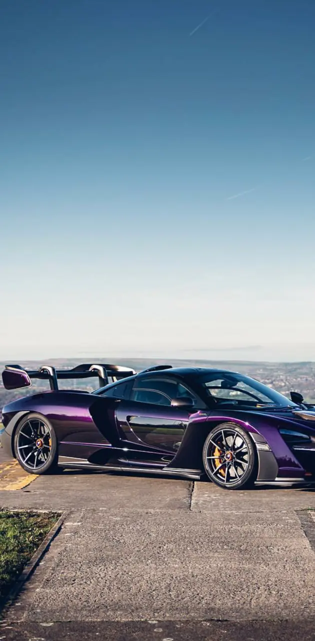 Purple Senna