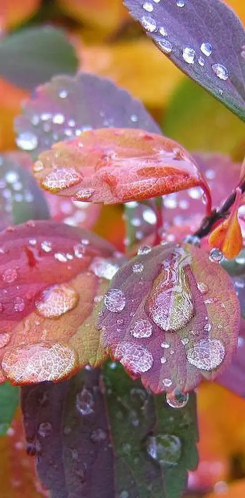 Rain Drops On A Leaf