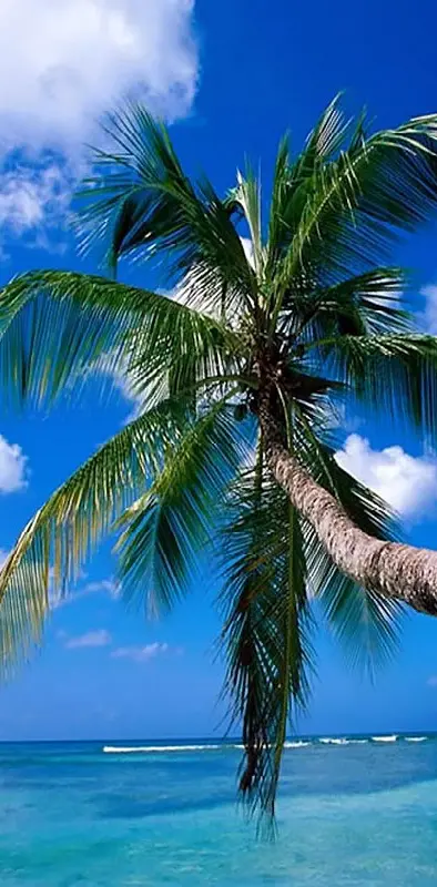 Palm Over The Sea