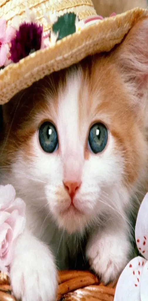 Cute Little Cat