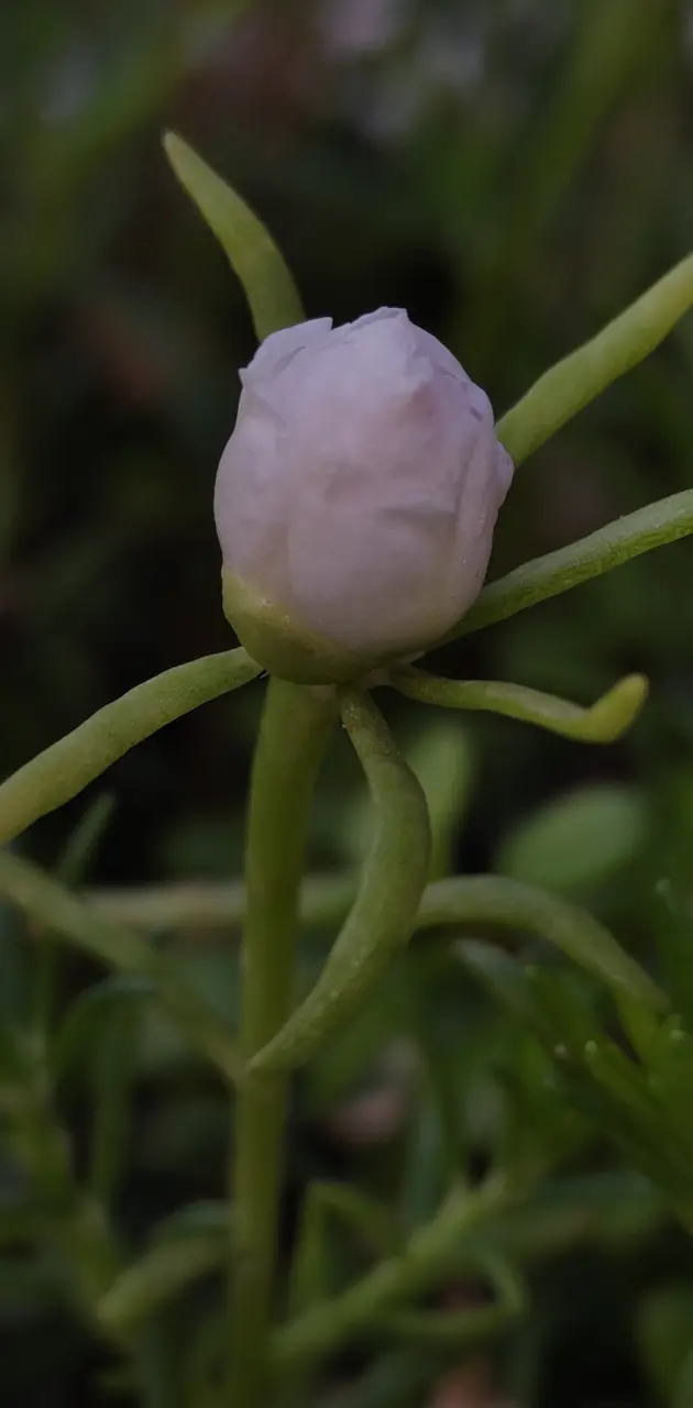 White flower