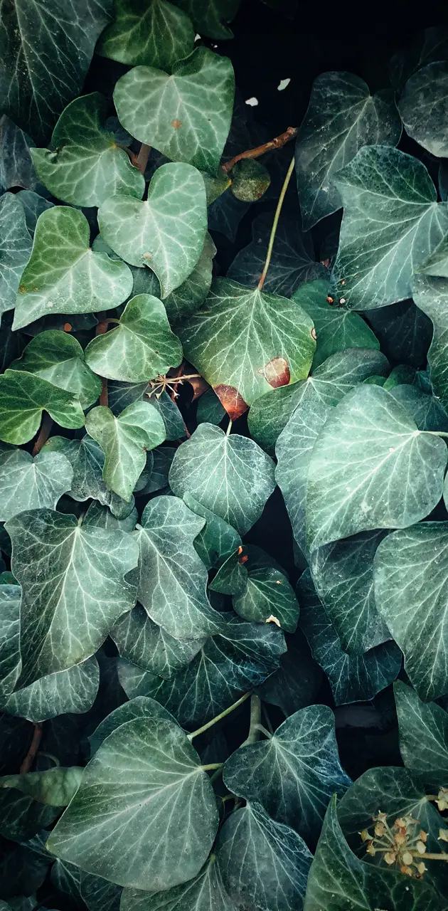 Nature leaf