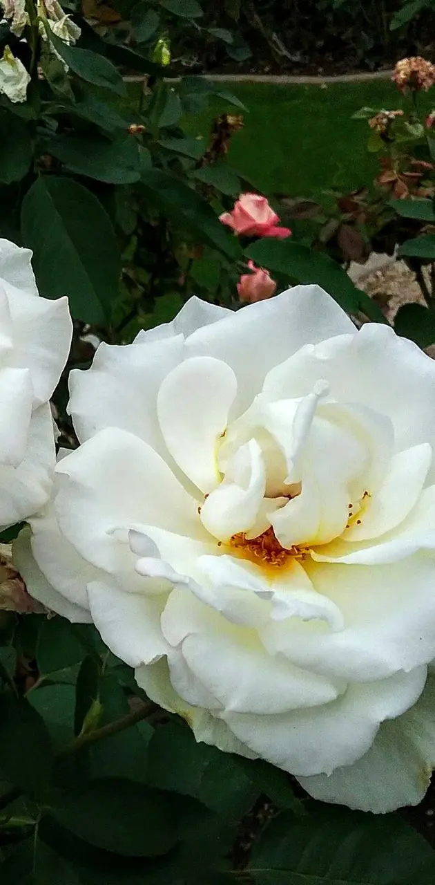 Roses in White
