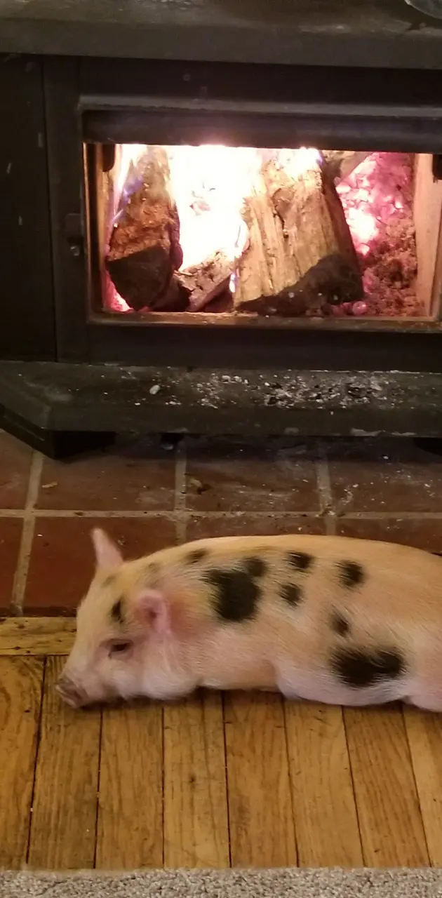 Piglet enjoying fire