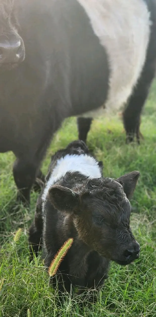Baby Galloway calf