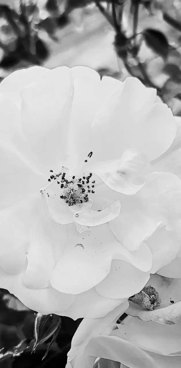 Black white rose
