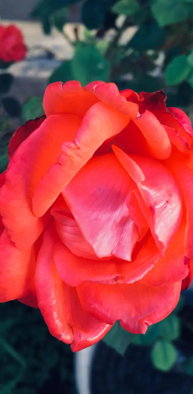 Red rose in garden