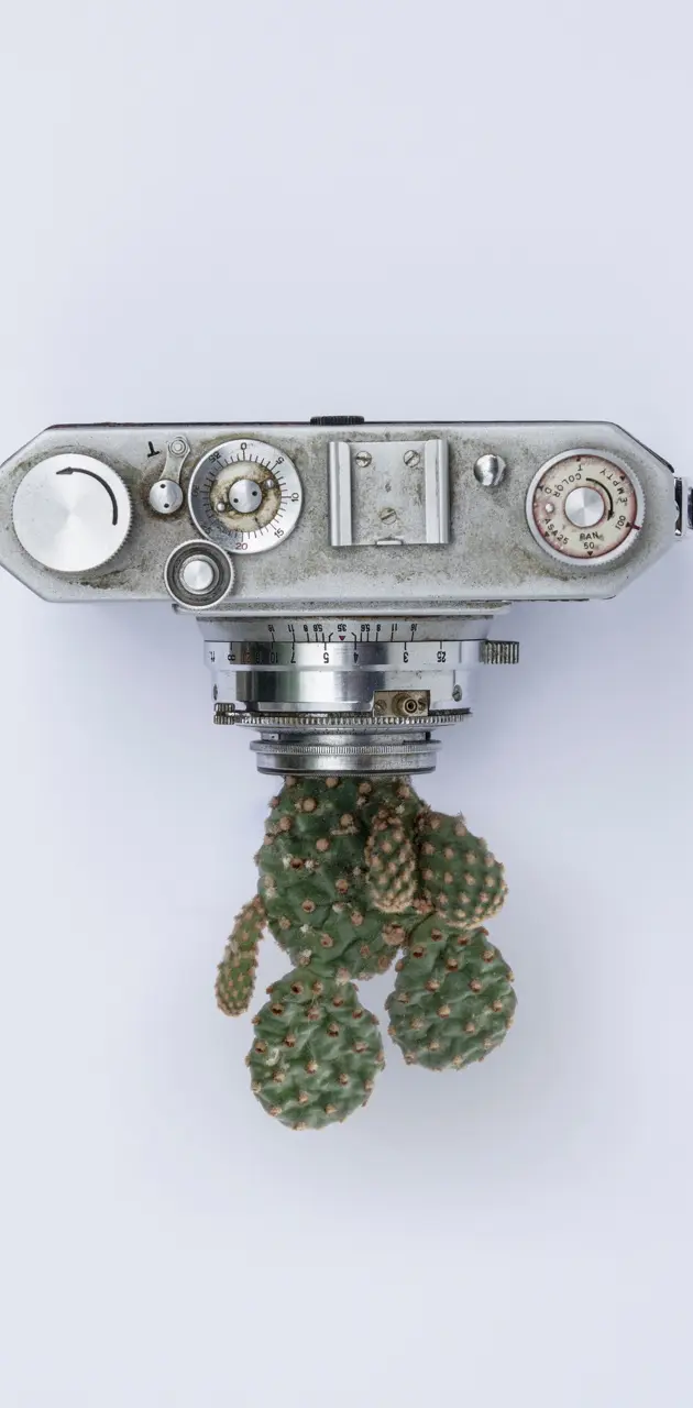 Cactus Camera