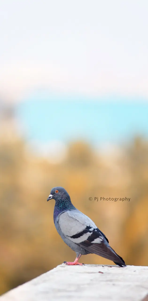 indian pigeon