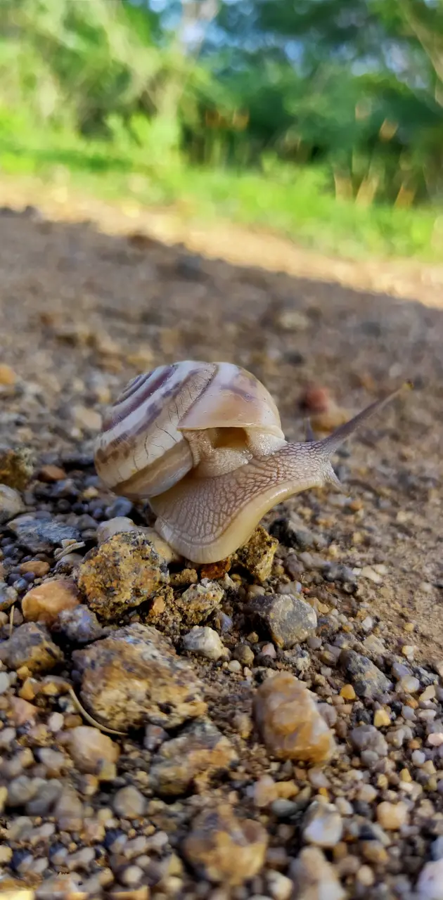 Snail wallpaper by innovatingjai - Download on ZEDGE™ | a65d