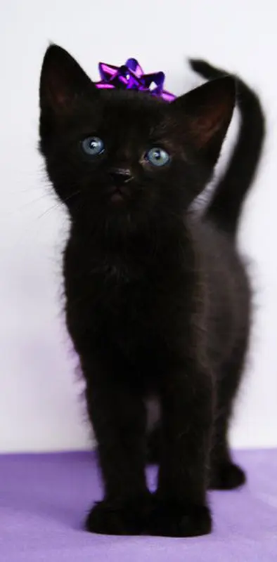 Black Xmas kitty