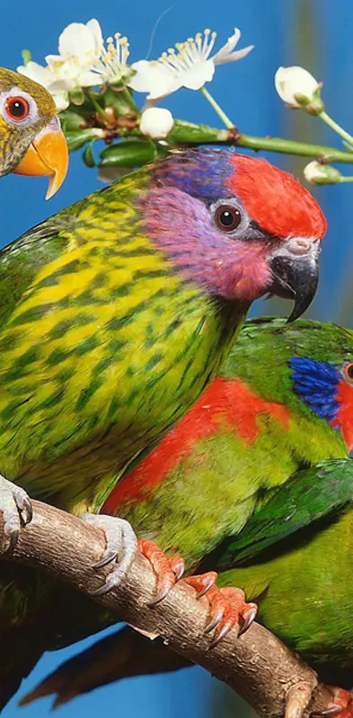 Color Ful Parrots