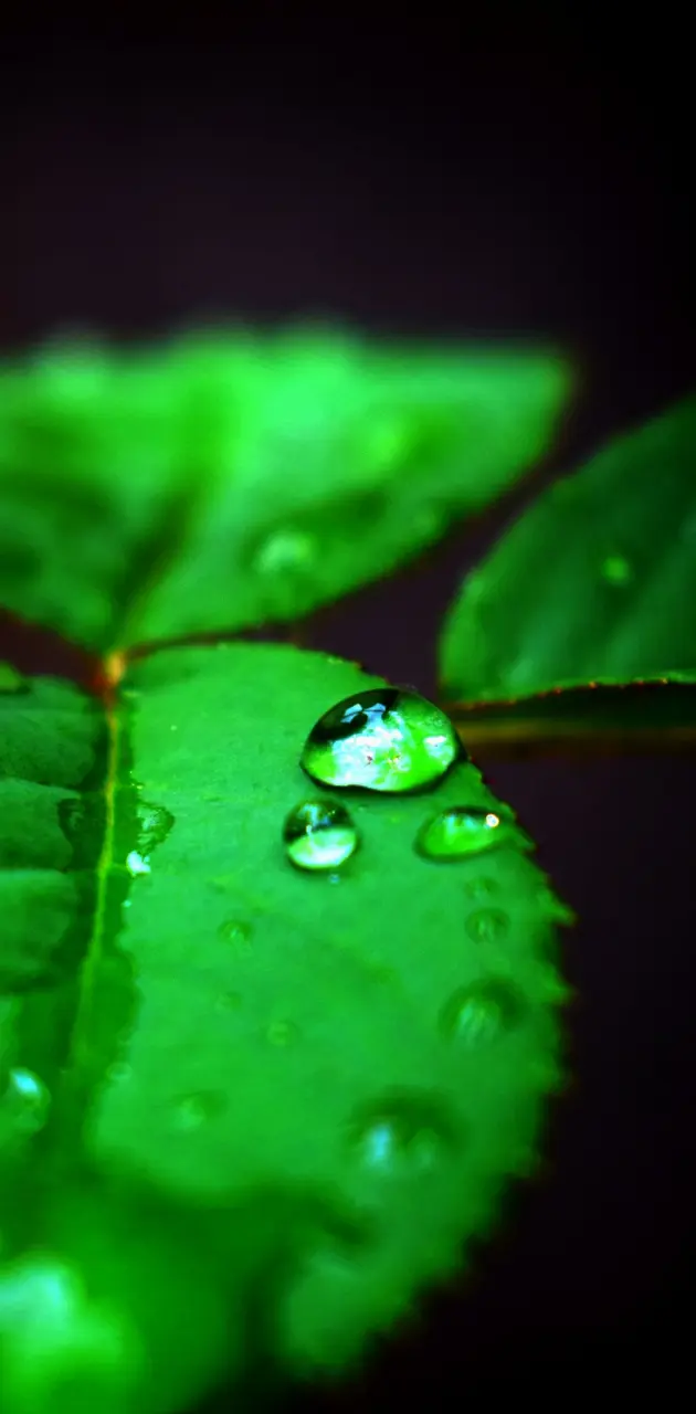 Droplet on leaf