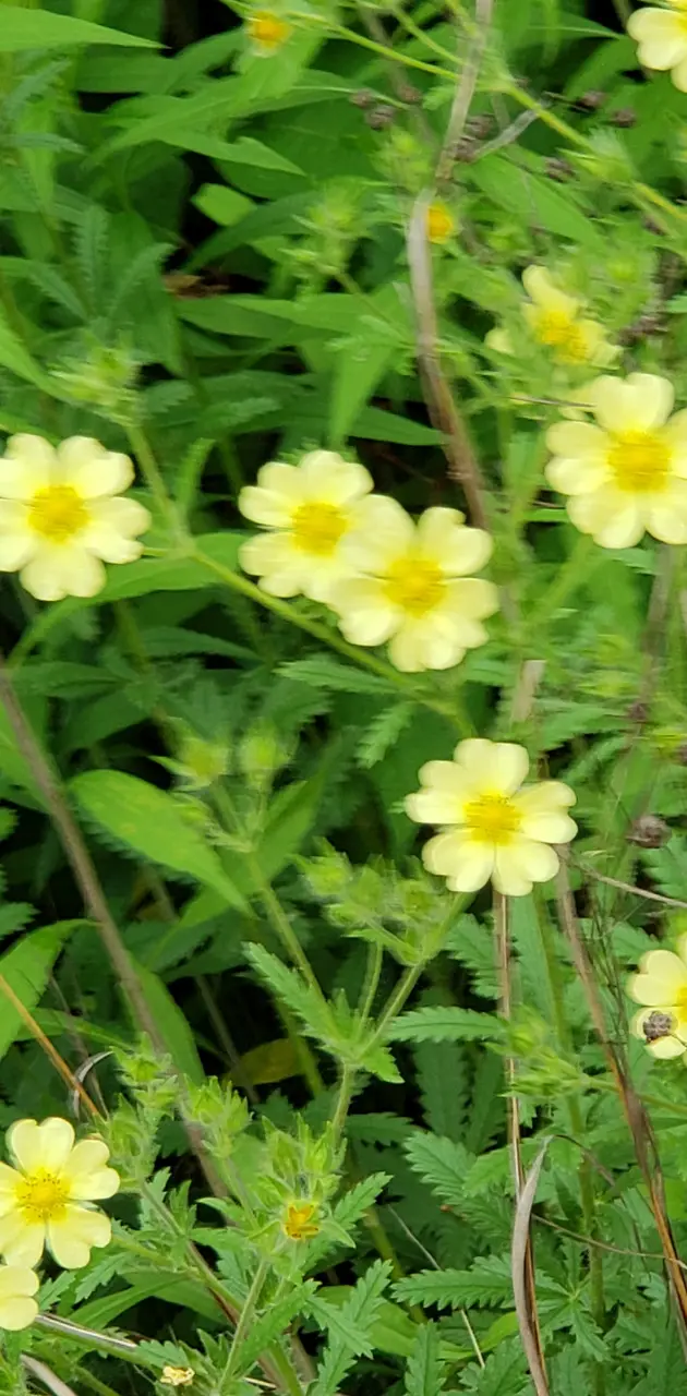 Tiny flowers