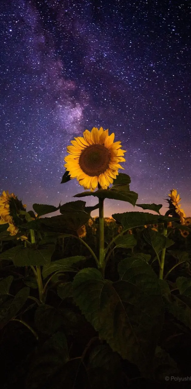 Sunflower in space