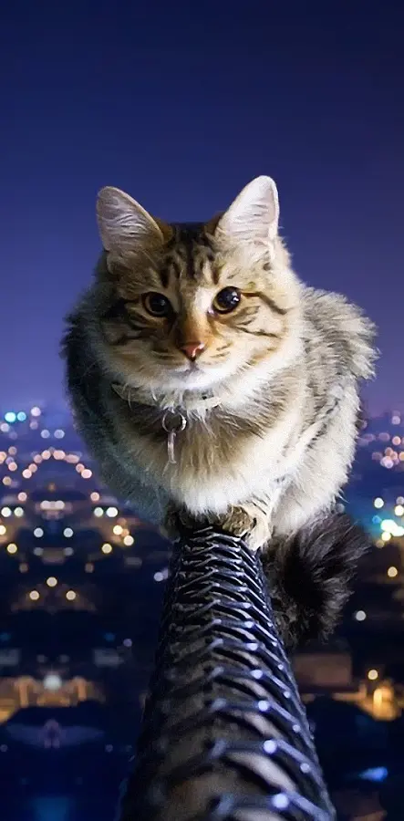 cat on the rope