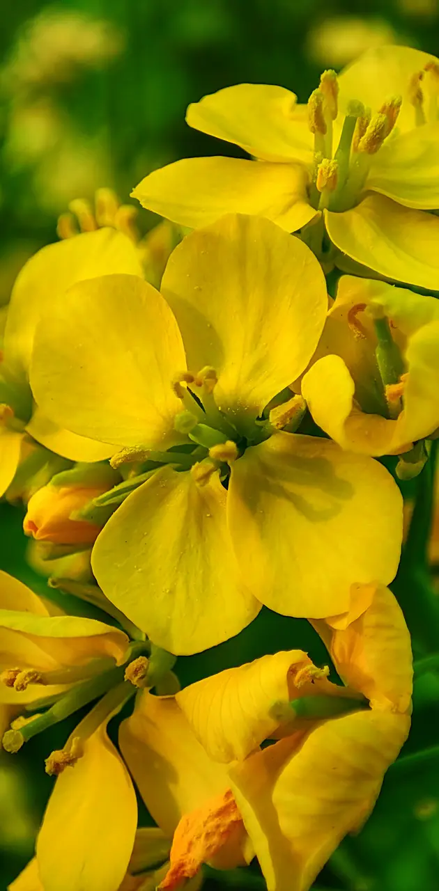 Yellow Mustard Flower