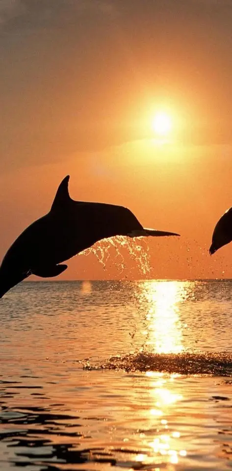 Dolphins Jumping