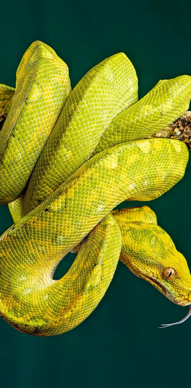 Yellow and green snake