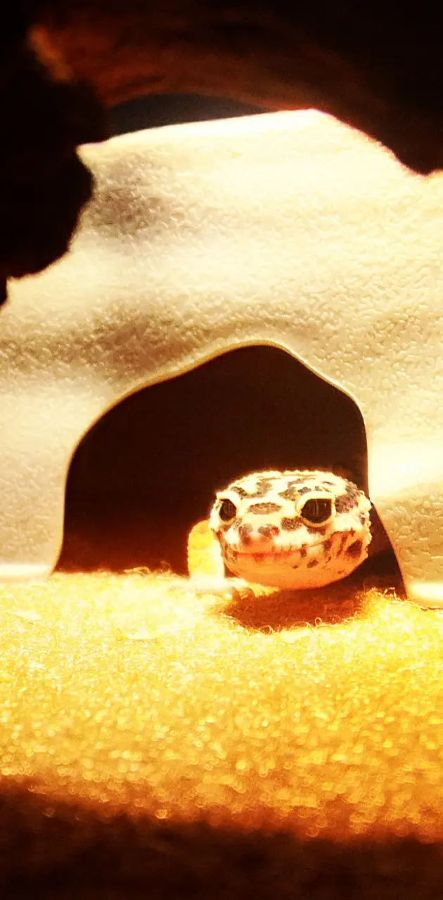 Leopard gecko 