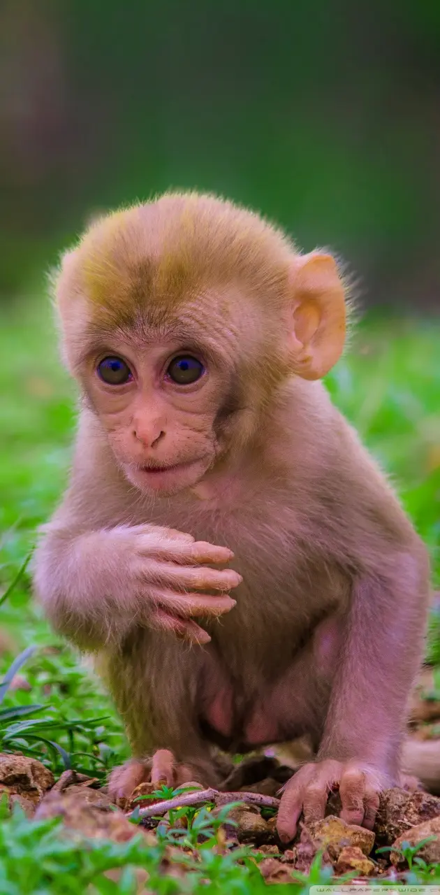 cutest baby monkeys