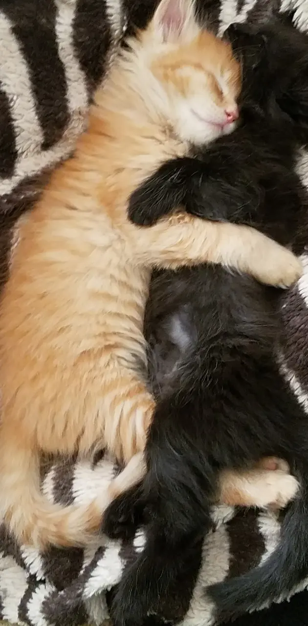 Kitty cuddles