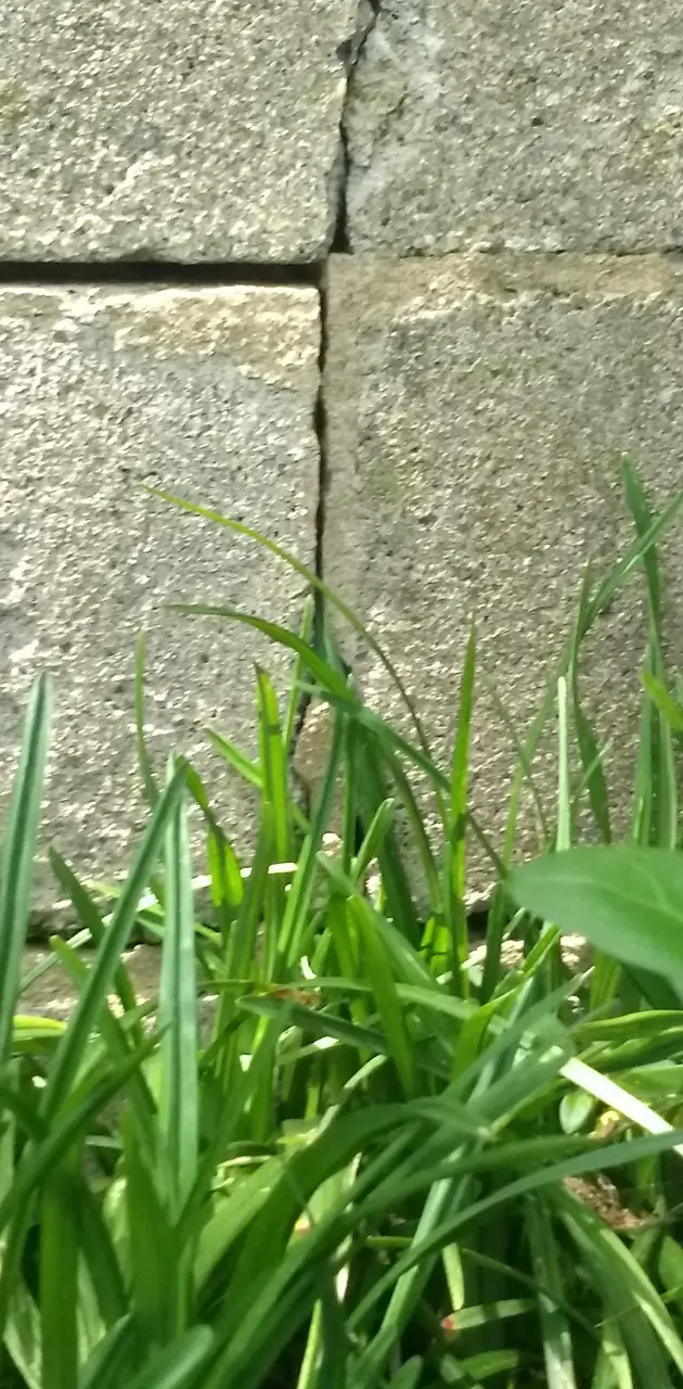 Grass and wall
