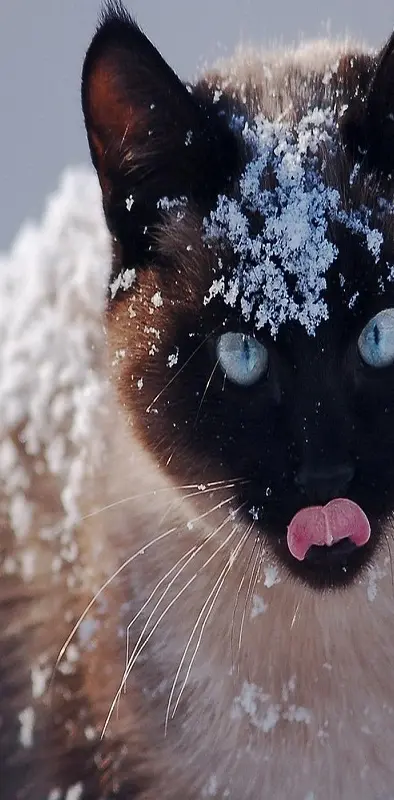 cat snowflakes