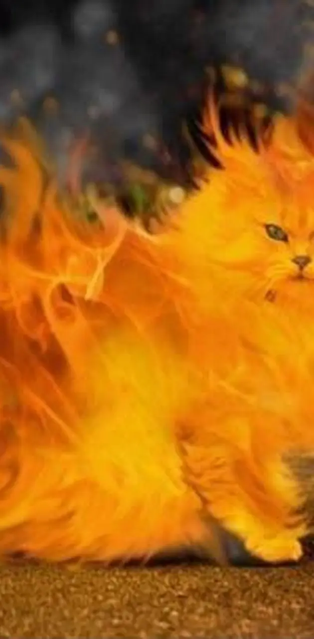 Cat On Fire