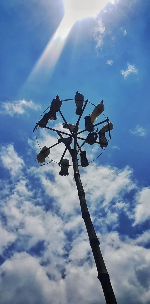 Pigeons and Blue Sky