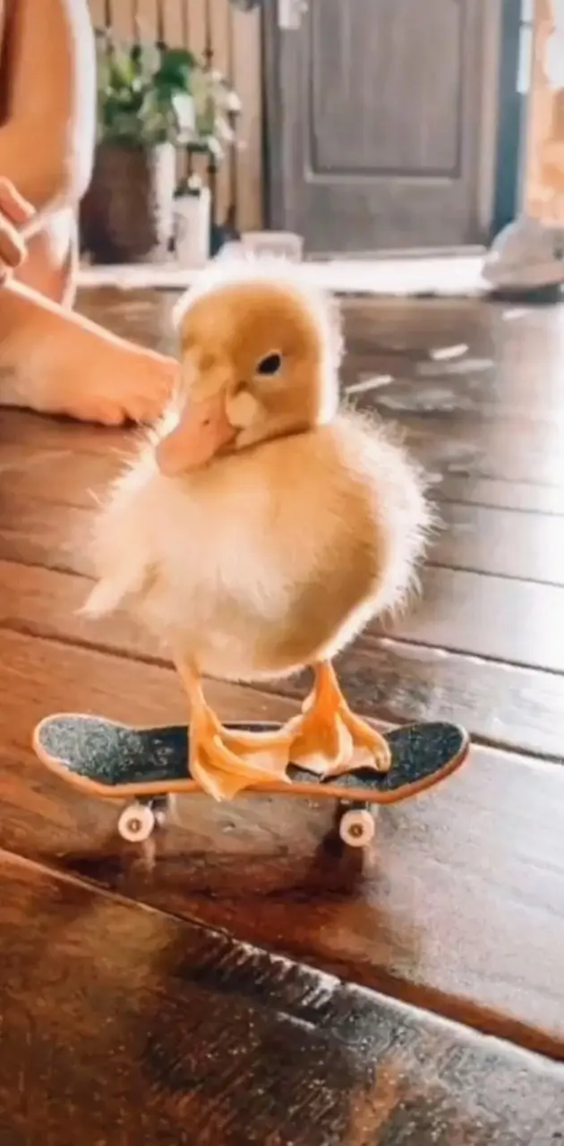 Skater duck