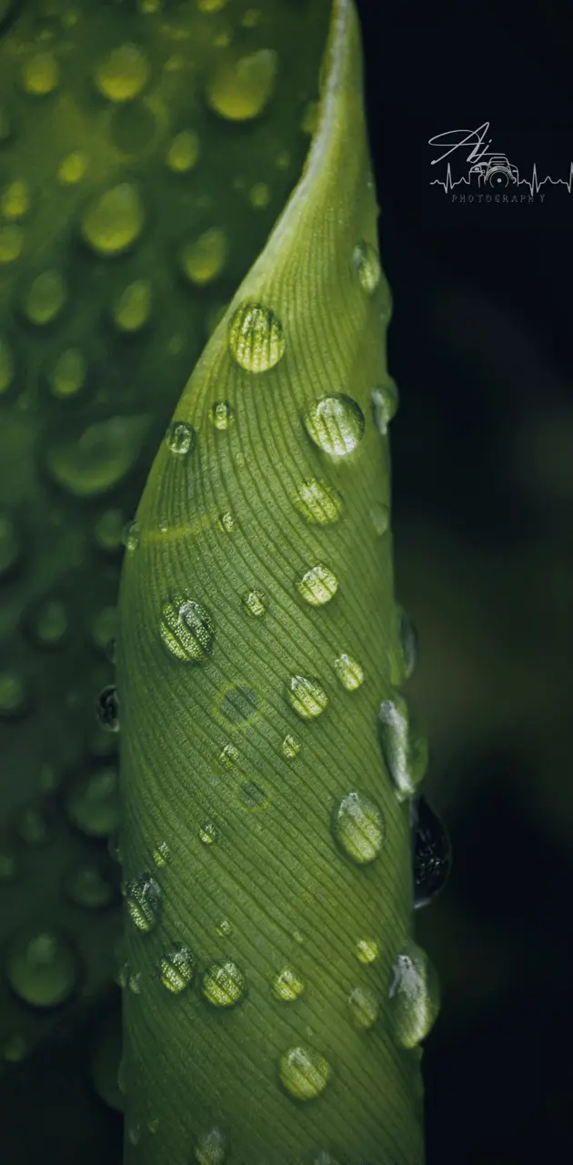 Leaf With Water drops