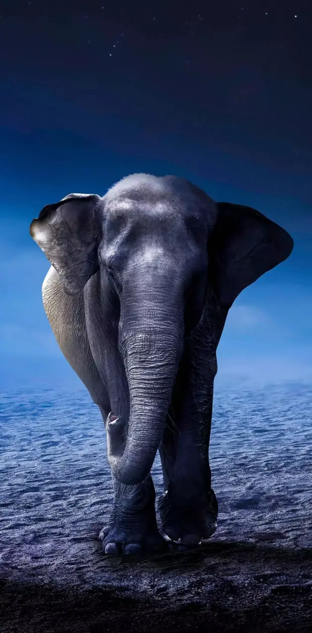 Elephant-UHD wallpaper by RJSunsetSingh - Download on ZEDGE™ | d400