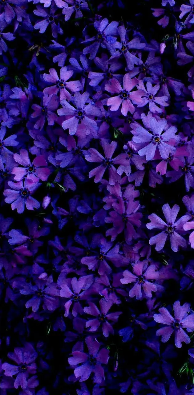  Purple flower theme