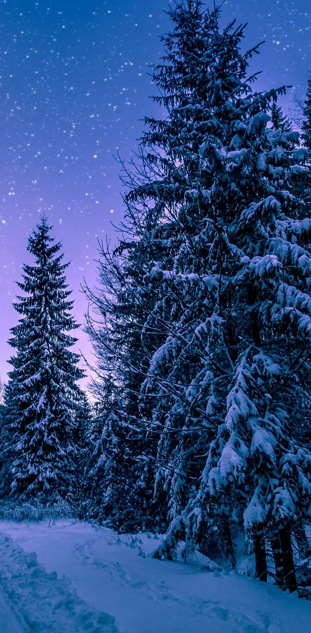 Snowy night trees